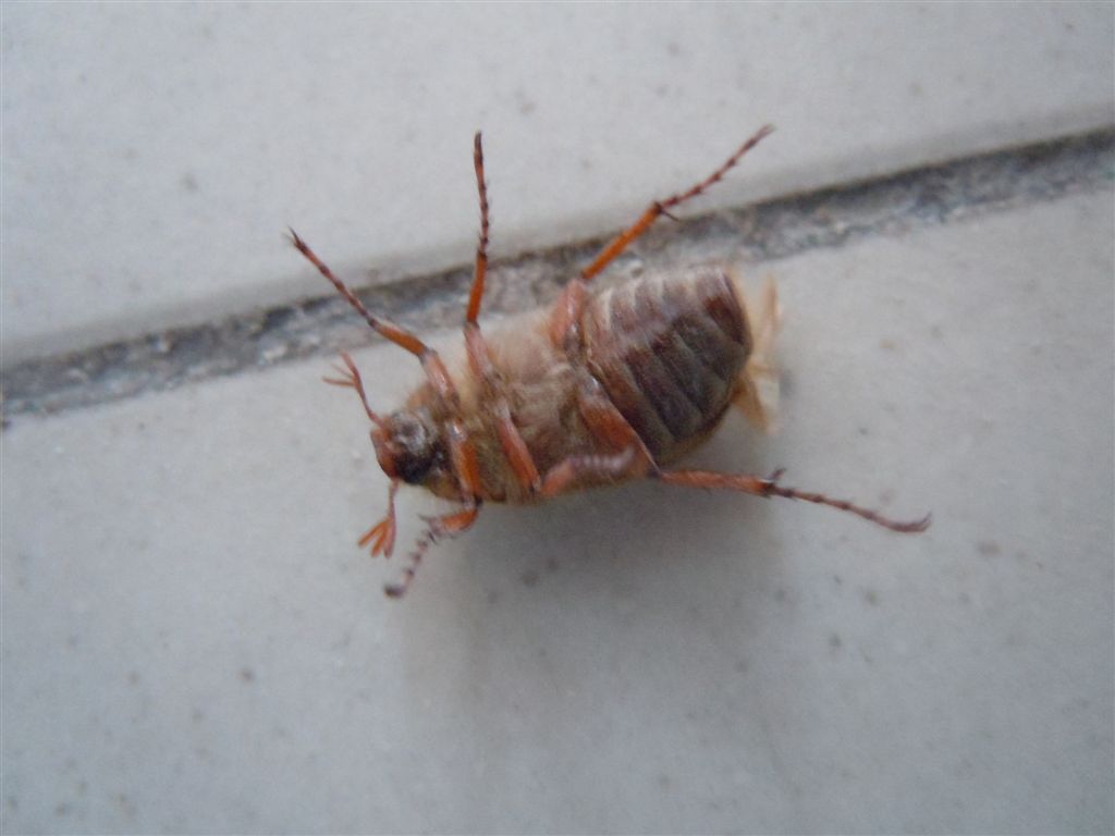 Melolonthidae - Amphimallon cf. solstitiale